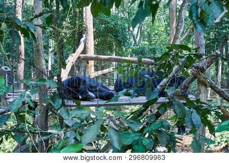 Sleeping Bear At The Bear Rescue Center Free The Bears In Kuangsi, Next To Kuangsi Waterfall , Laos.