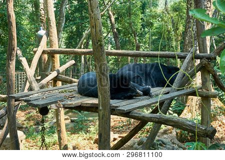 Sleeping Bear At The Bear Rescue Center Free The Bears In Kuangsi, Next To Kuangsi Waterfall , Laos.