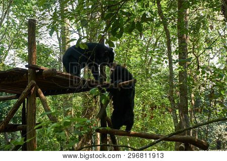 Fighting Bears At The Bear Rescue Center Free The Bears In Kuangsi, Next To Kuangsi Waterfall , Laos
