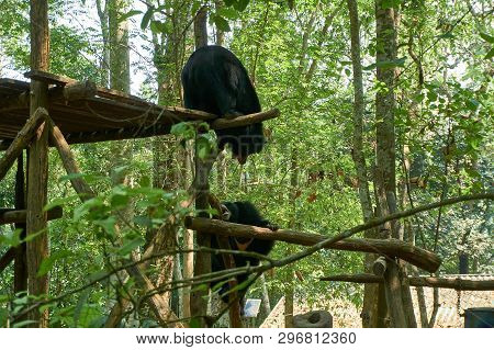 Fighting Bears At The Bear Rescue Center Free The Bears In Kuangsi, Next To Kuangsi Waterfall , Laos