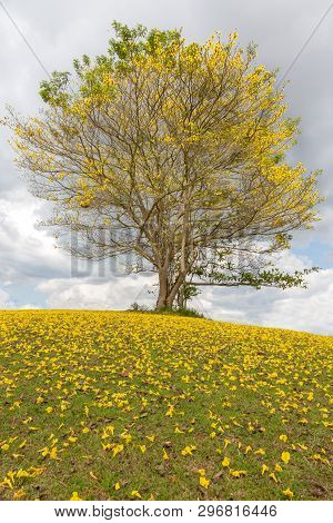 Yellow Poui Tree And Carpet Of Yellow Flowers In Jamaica