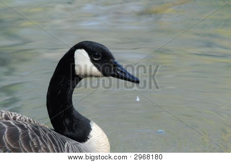 Canada Goose