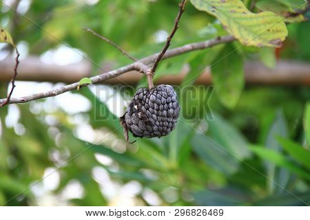 Dried Sugar-apple Fruit (sweetsop, Or Custard Apple) On The Tree. Black Dried Custard Apple Hang On