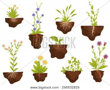 Set Of Flowering Plants With Roots In The Ground. Vector Illustration.