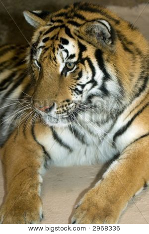 Tigris