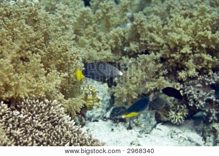 Spotted Wrasse Juv.(Anampses Meleagrides)