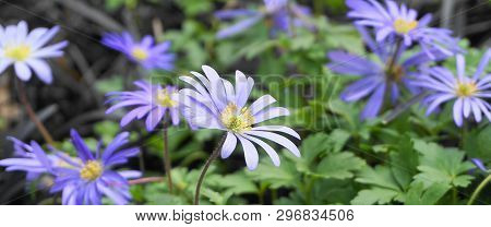 Beautiful Blue Anemone Apennina Flowers On Green Grass Background Close Up.