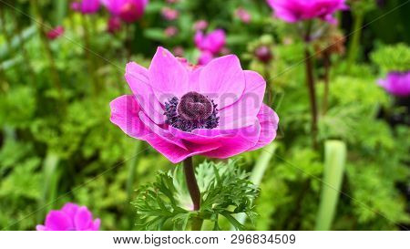 Showy And Bright Purple Anemone Coronaria Flower On Colorful Background.