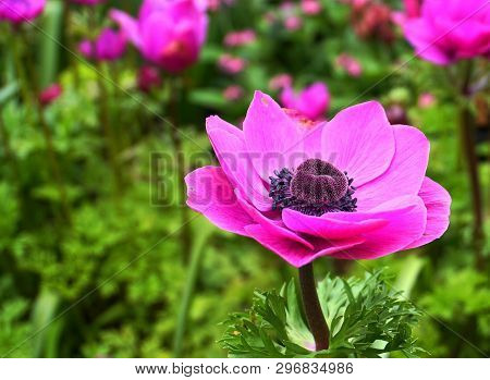Showy And Bright Purple Anemone Coronaria Flower On Colorful Background.