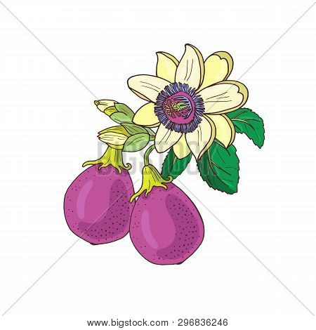 Passionflower Passiflora, Passion Purple, Violet Fruit On A White