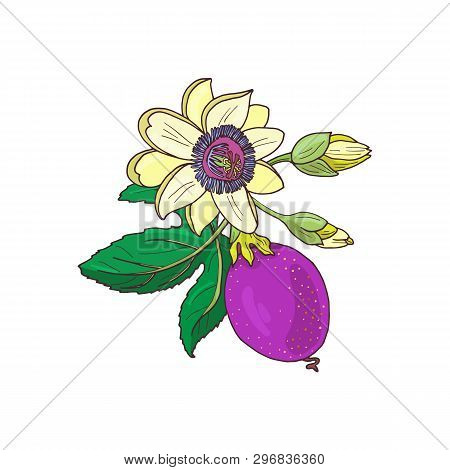 Passionflower Passiflora, Passion Purple, Violet Fruit On A White Background