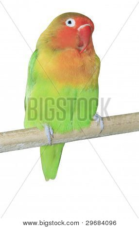 Agapornis Parrot Sitting On The Branch