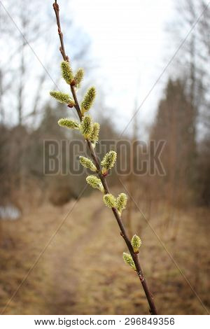 Catkins On Willow Tree In Spring. A Narrow Foot Path Blurred In The Background.spring Is Here After 