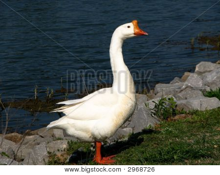 Swan po vodě