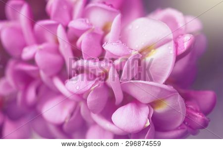 Spring Branch With Clammy Locust (robinia Viscosa Or  Robinia Hispida ) Flowers. Blooming Pink Acaci