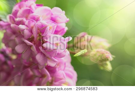Spring Branch With Clammy Locust (robinia Viscosa Or  Robinia Hispida ) Flowers. Blooming Pink Acaci