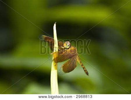 Oranžové Dragonfly odpočívá