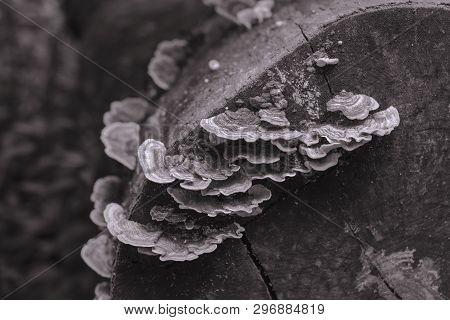 Fungi growth at the rotten tree trunk in sepia color