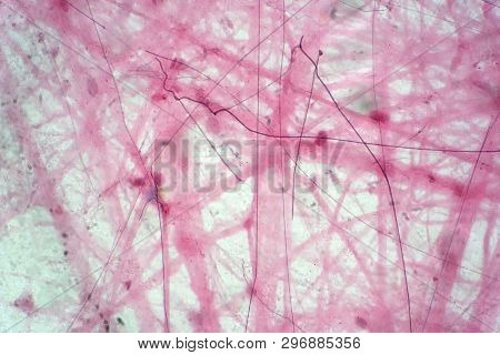 Areolar Connective Tissue Under The Microscope View. Histological For Human Physiology.