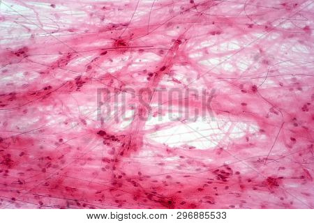 Areolar Connective Tissue Under The Microscope View. Histological For Human Physiology.