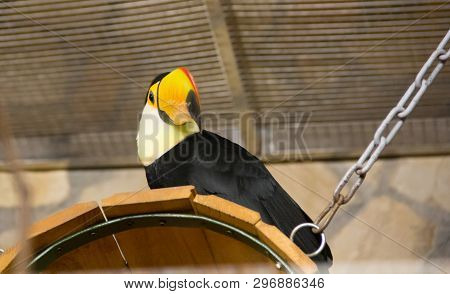 Bird Tukan In The Zoo, In Captivity. A Bird With A Large Bright Yellow Beak.