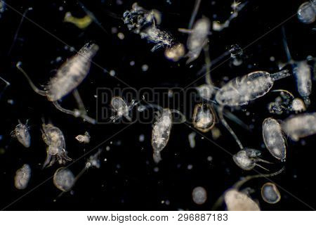 Plankton Are Organisms Drifting In Oceans And Seas. Zooplankton.