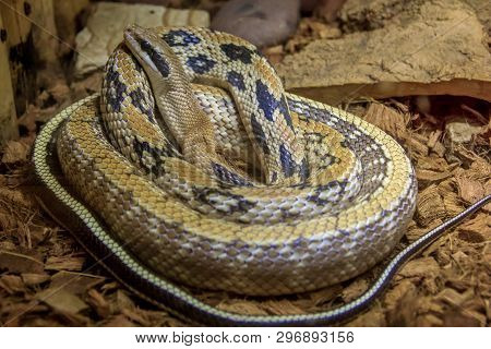 Snake In A Zoo In A Closed Aquarium. Reptile In Captivity. Animals At The Zoo. Dangerous Animals
