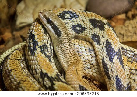 Snake In A Zoo In A Closed Aquarium. Reptile In Captivity. Animals At The Zoo. Dangerous Animals