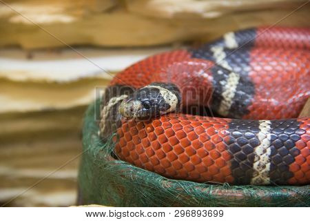 Snake In A Zoo In A Closed Aquarium. Reptile In Captivity. Animals At The Zoo. Dangerous Animals