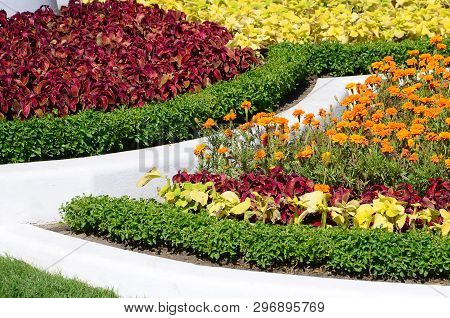 Coleus Flowerpot. Beautiful Perspective Of Natural Coleus Plant Leaves