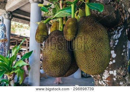 Ripe Jackfruit Breadfruit Grows On The Bread Tree