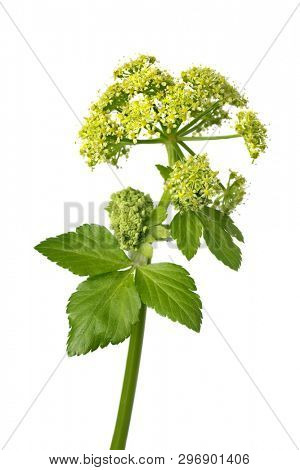 Blooming Alexanders plant isolated on white background
