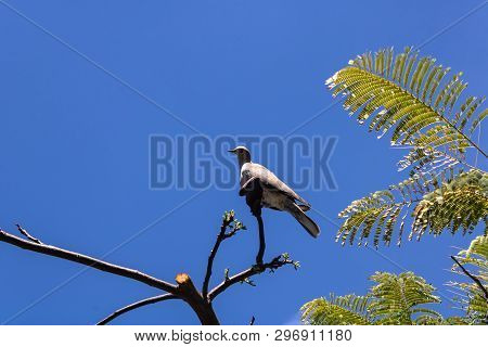 Laughing Dove (spilopelia Senegalensis) Seating On The Flame Tree (delonix Regia), Tenerife, Canary 
