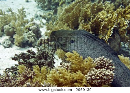 Dev Moray (Gymnothorax Javanicus)