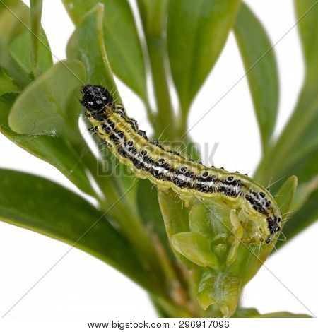Boxwood Borer Crawls On A Branch. Boxwood Leaves Isolated On White