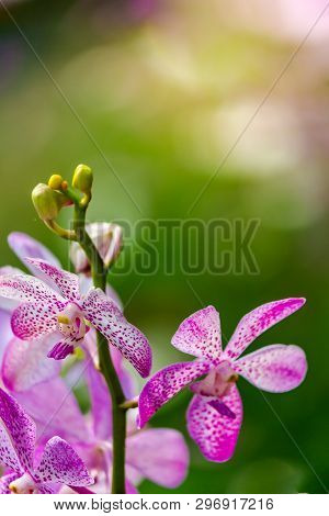 Orchid Bouquet In Cozy Home Flower Garden And Sun Flar Background.