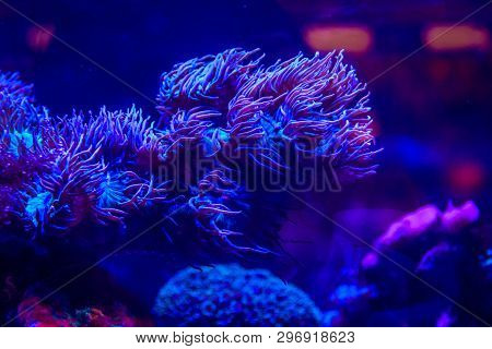 Underwater Life Of The Sea In The Aquarium. Corals Are Sea. Living Creatures Of The Sea. Zoo
