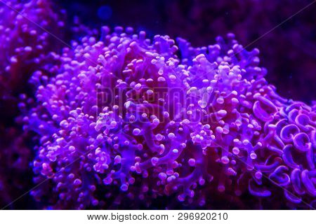 Underwater Life Of The Sea In The Aquarium. Corals Are Sea. Living Creatures Of The Sea. Zoo