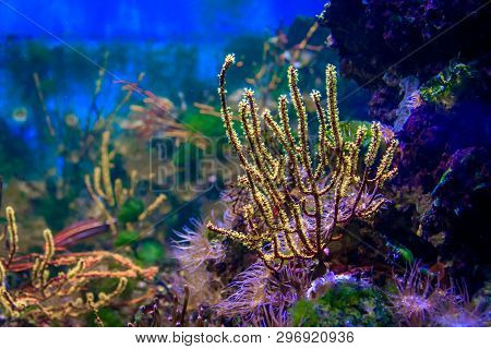 Underwater Life Of The Sea In The Aquarium. Corals Are Sea. Living Creatures Of The Sea. Zoo