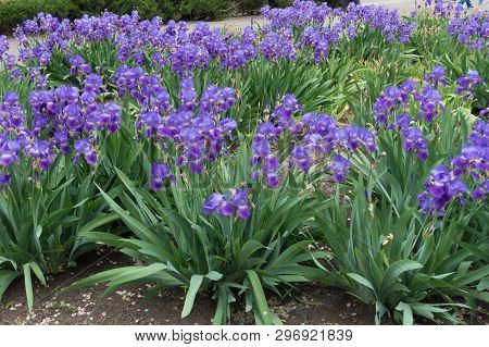 Dense Clumps Of Bearded Iris With Lots Of Violet Flowers