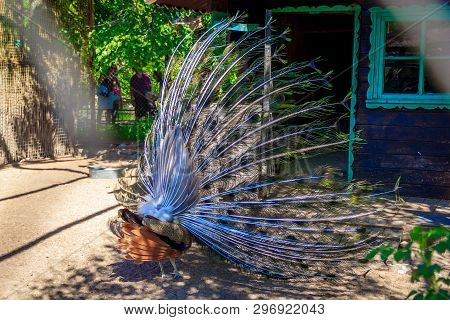 Peacock In The Zoo. Peacock In Captivity. Birds In Captivity In A Zoo.
