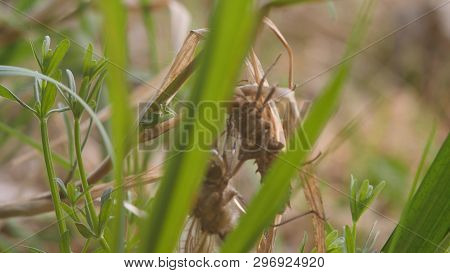 Newborn Dragonfly. A Dragonfly Has Just Emerged From Its Larval Skin And Is Swinging In The Wind And
