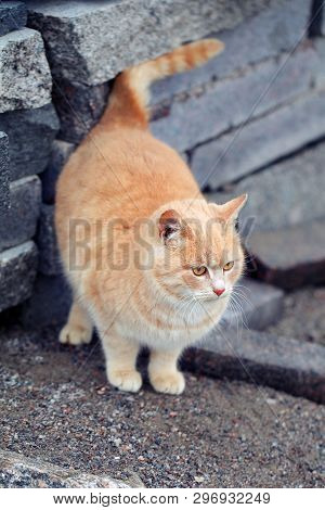 Fat Cat Posing With Tail Up. Close Image Of Foxy Cat. Oudoor In Park