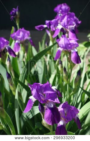 Bright Purple Flowers Of Iris Germanica In Late Spring