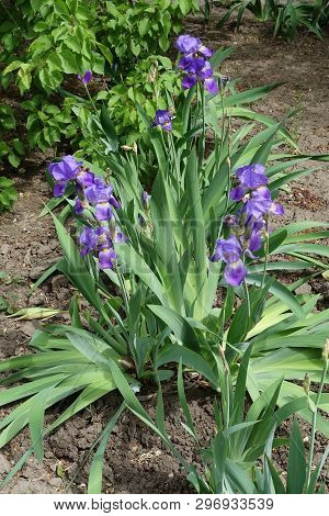 Clumps Of Bearded Irises With Violet Flowers