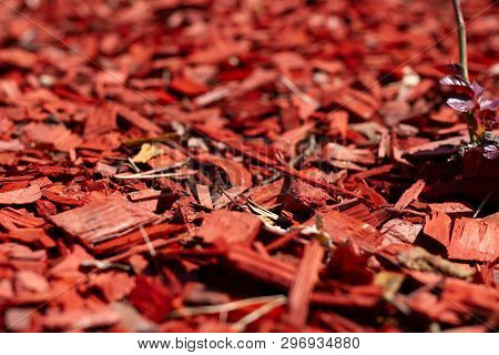 Red Pine Mulch On A Flowerbed With Roses Close-up. Landscape Design Plots Close-up. Beautiful Mulchi