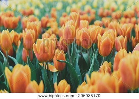 Bouquet Of Tulips (tulipa Spp. L.). Give A Warm Feeling To The Garden. Gardening Ideas In The Home F