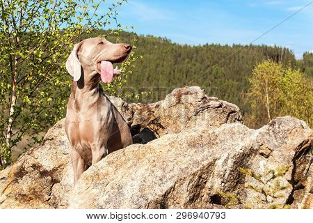 Weimaraner On Rock In Forest. Hunting Dog On The Hunt. Spring Walk Through The Forest With A Dog.  H