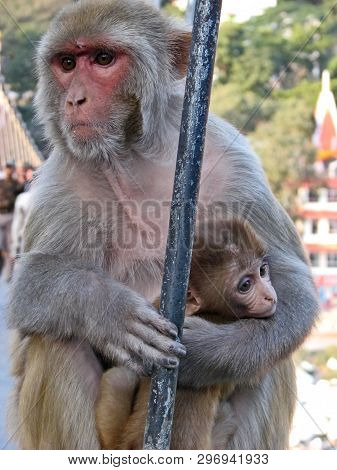 Taiwanese Macaque Or Taiwanese Rhesus (macaca Cyclopis). Distributed In Taiwan, Primarily In The Nor