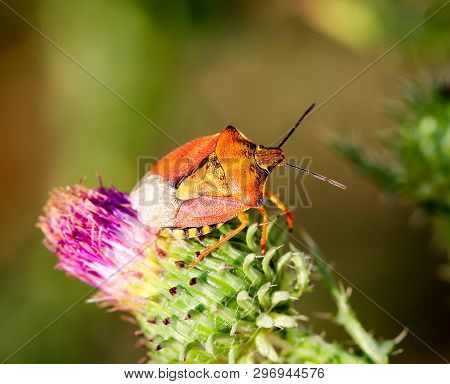 Close-up Of A Bug On A Plant